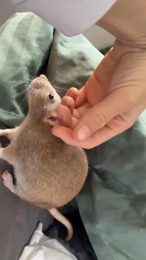 Hey guys is it normal to have literally the sweetest creature on god’s green earth?