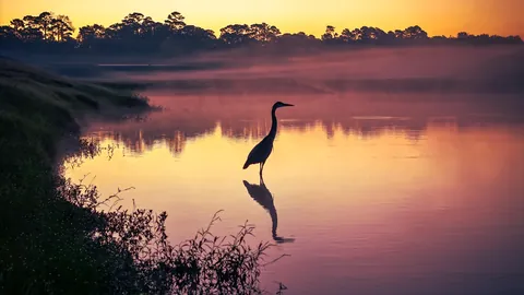 🔥 Blue Heron Backed By Pink