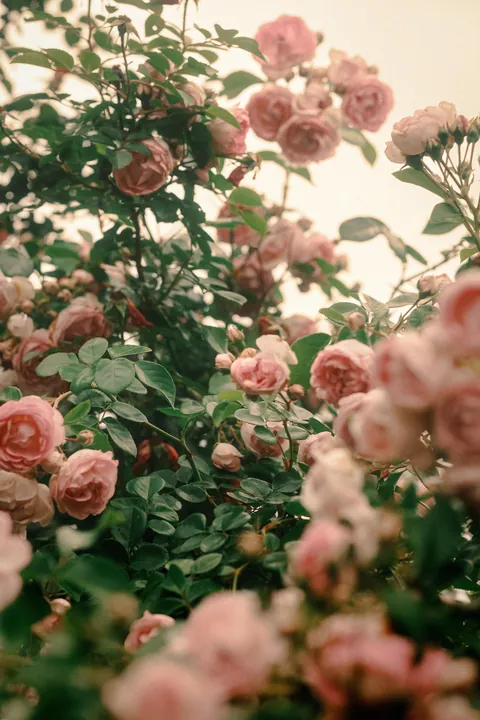 Rose Season in New England 🥀🌹