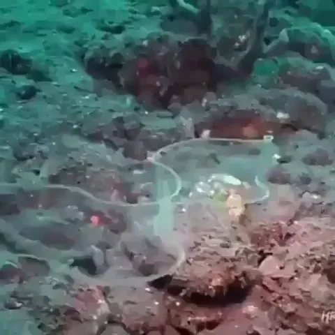 🔥 Since Eel larvae lack any red blood cells until they mature, they're almost transparent