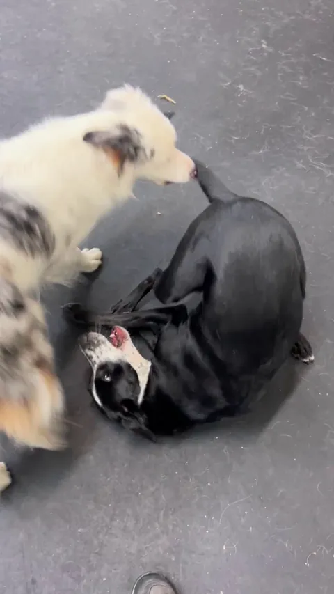 Deaf/blind pup and her bff