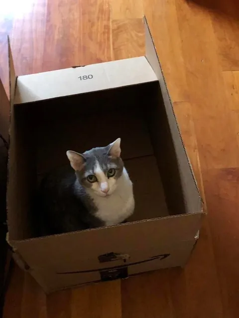 We know they’re obsessed with them, so show me your cats in boxes!