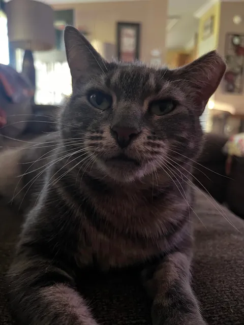 My mother passed in July. We took her beloved cat in. Meet Girl.