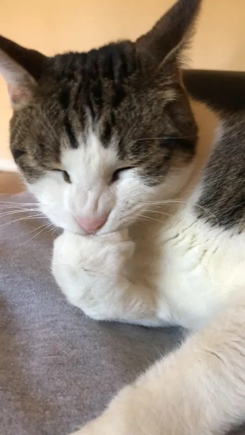 Rest easy my sweet boy Eli