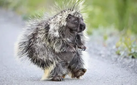 🔥 Just a porcupine out for a stroll