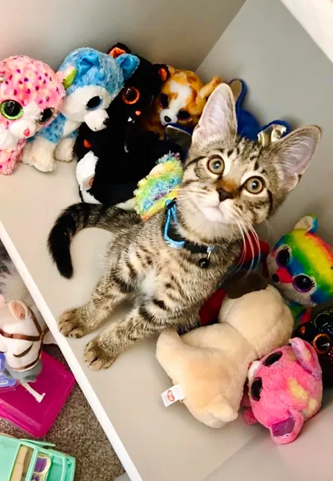 Some of my favorite kitten photos of Mater