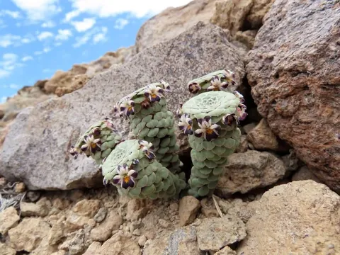hello!! I'm going to show you these natural beauties!! They are in a protected park in the mountains!! We can't touch them but we can take photos of them!!