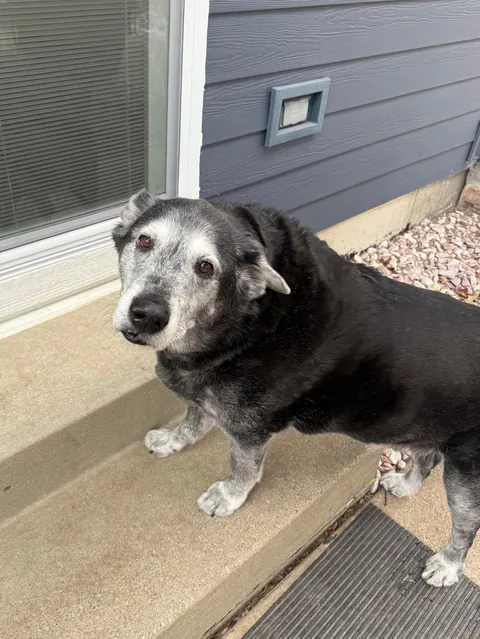 Before and now of my Nolan. He’s always a puppy to me🤍