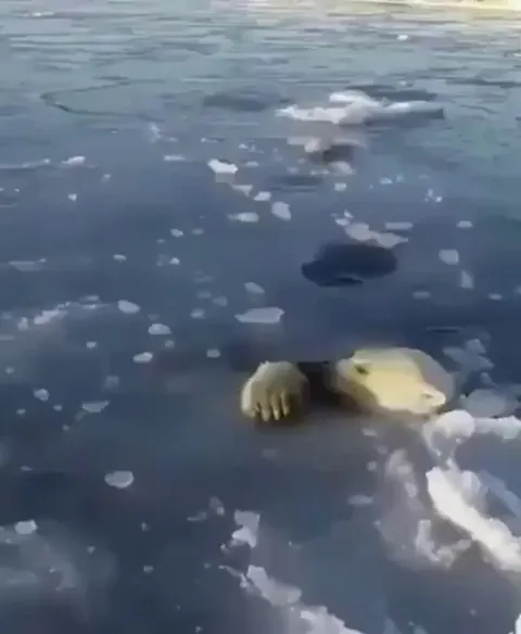 A mother polar bear breaking through thin ice at different intervals so her cub can stop to breathe
