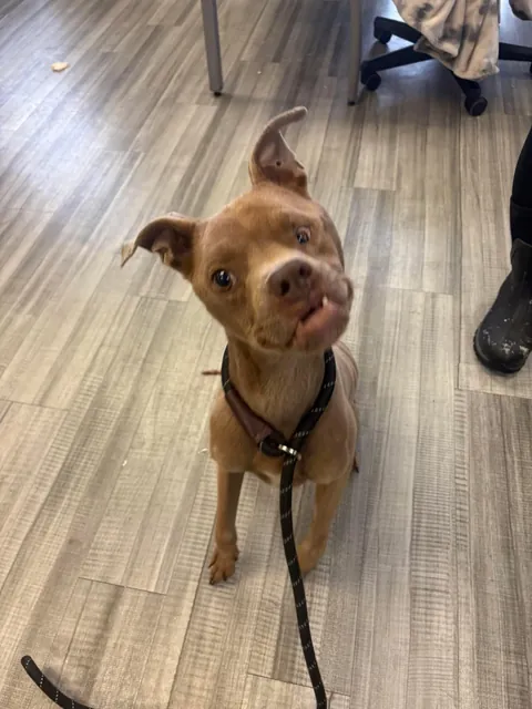 Animal control picked up this boy near me and now he’s in foster. Are you kidding me?! Look at that sweet face omg