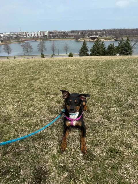 Every week I take a shelter dog out for a field trip. The past two weeks I took Messiah. He’s a very happy boy.