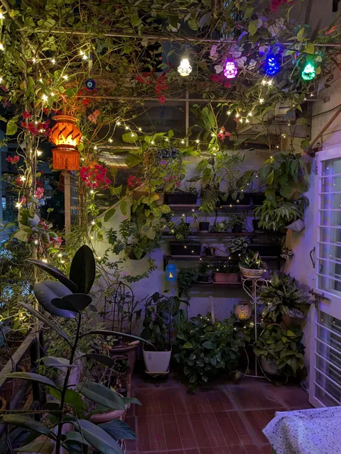 To the third year, diwali lights in my garden. 