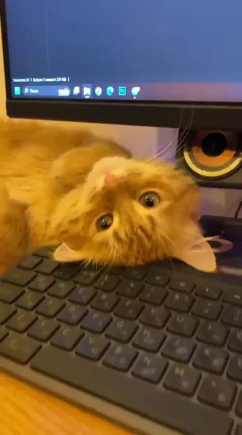 My personal assistant is so fluffy 😌