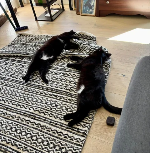 I love my boys more than anything in the world