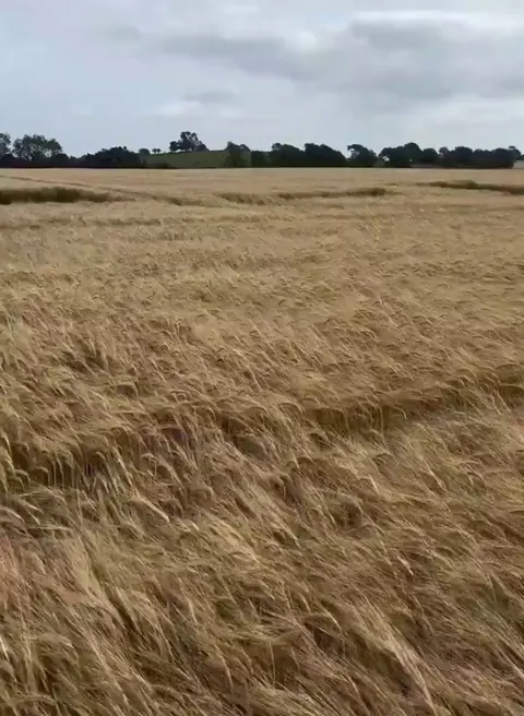 These dogs playing on the farm