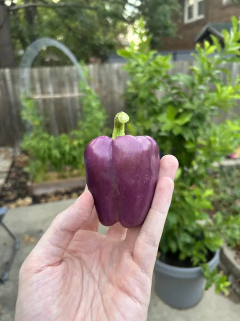 Behold! My purple pepper.