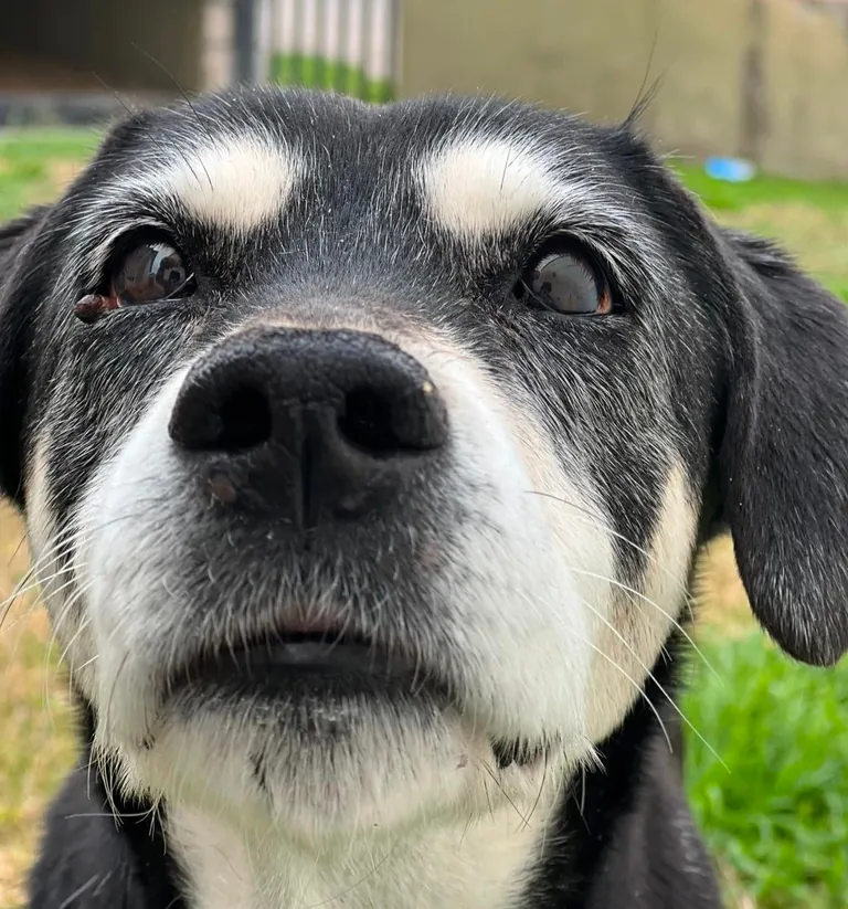 My dog has been with me for 15 years, this is a drawing I made of her when I was 10, vs a drawing I just finished at 24
