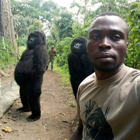 Man taking selfie is mocked by gorillas