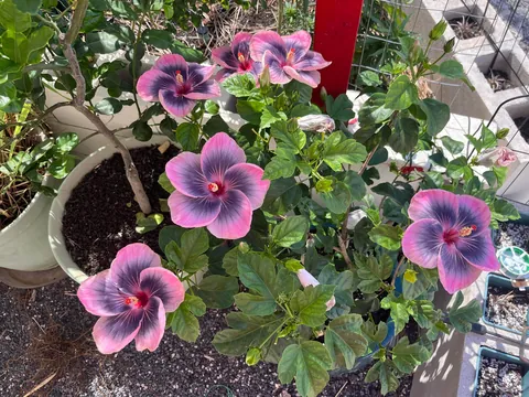 Midnight Tryst Hibiscus gone wild