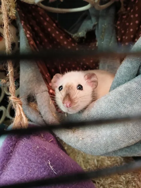 Shame her, scratched my eye