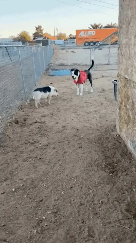 A dog will indicate a desire to play through behaviors like the play bow (front legs down, rear end up), bouncy movements, and a relaxed and loose body posture.