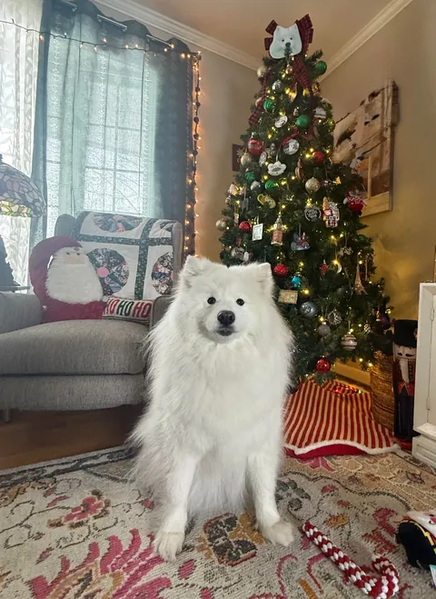 When you remember Santa is coming soon vs. when you remember that you’re probably on the naughty list 🤣