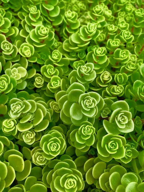 These are my wife’s succulents, they look so mesmerizing