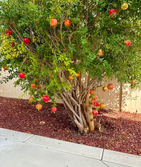 My pomegranates are coming in nicely; don’t they look like red glass ornaments up on a christmas tree? :)  (Zone 9b)