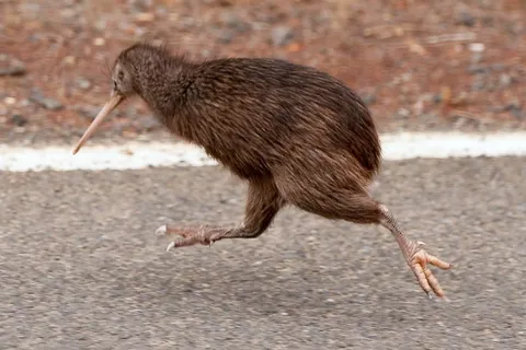 🔥Kiwi Entering Run Mode.