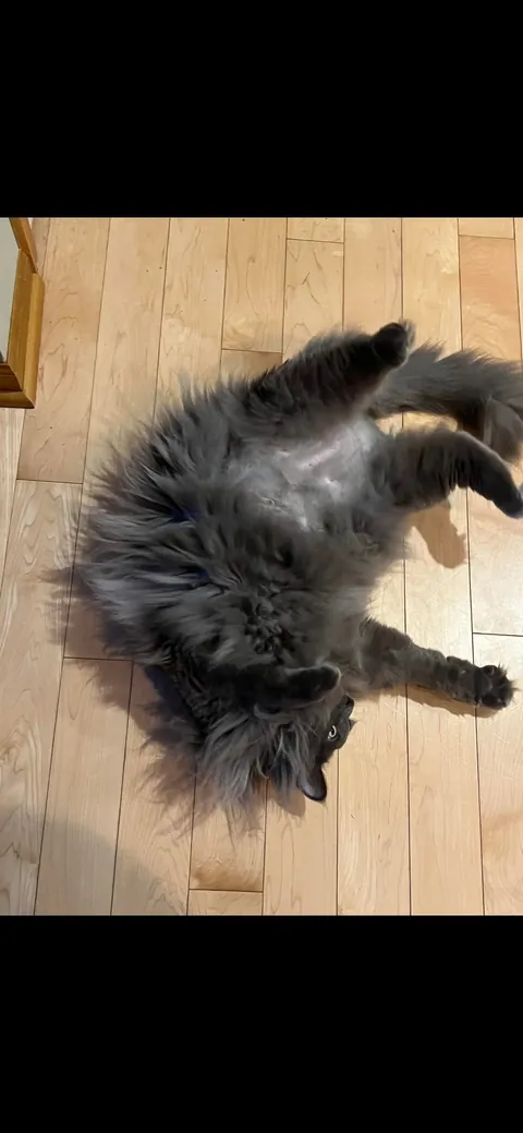 Send me photos of your cats please