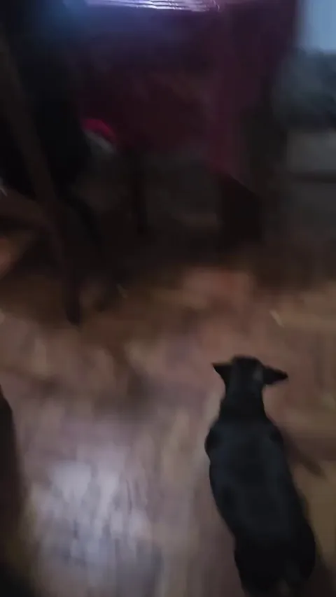 The dog doesn’t like being disturbed when he’s watching his favorite cartoon.