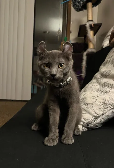 My family makes fun of him because of his ears so please tell him he’s the cutest patootie in the whole world 