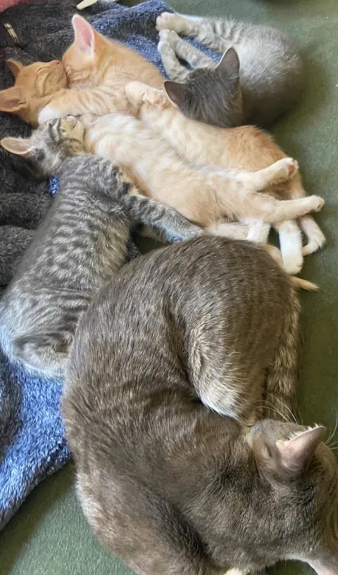 Why do my cats sleep like this?