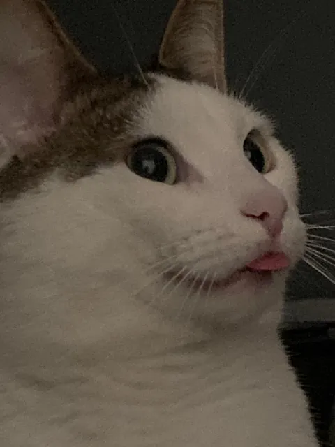 My silly little guy likes to stick his tongue out at times so I took a bunch of pictures! Choose the best ones!