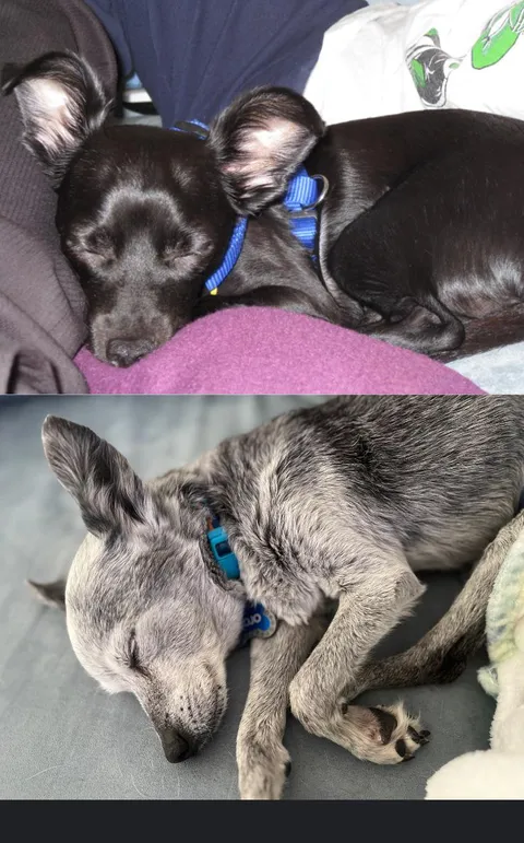 Mojo (turns 20 soon) in 2005 and today. I’ve spent countless hrs just watching this cuteness sleeping.
