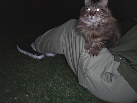 Met this kitty two days ago and we're already besties