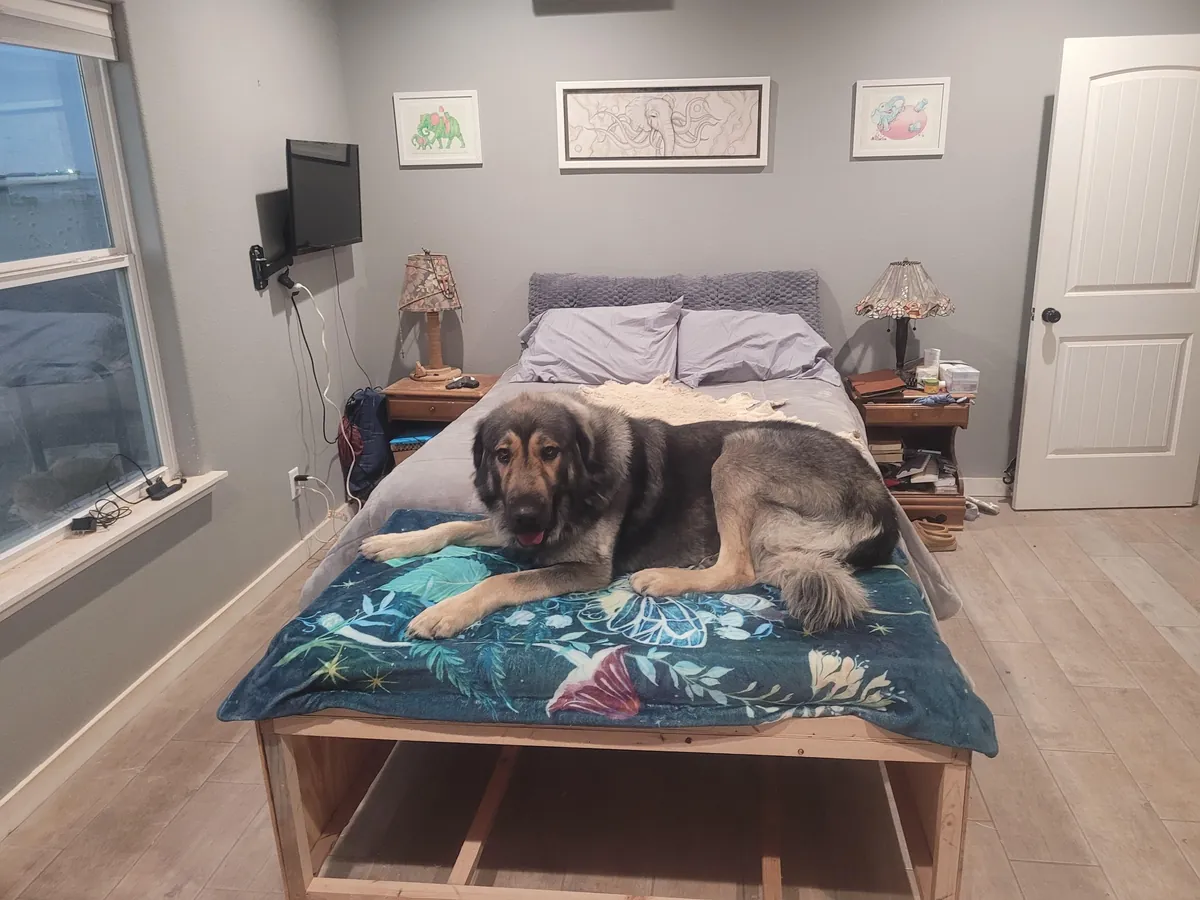 Sheepdog Too Big. Built A Bed To Match Dimensions To Our Queen. Used 100% Recycled Materials. £0 Spent. I Will Build/Install Drawer Tomorrow.