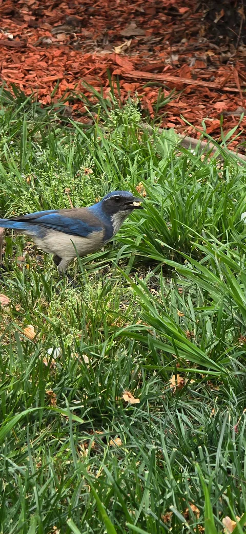 I hear you like bougainvillea