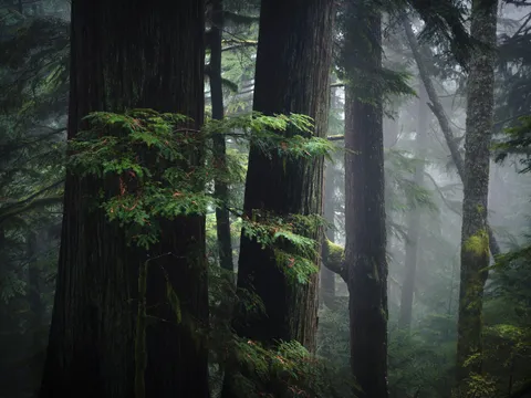 Cypress Provincial Park, BC, Canada [OC][1900x1425]