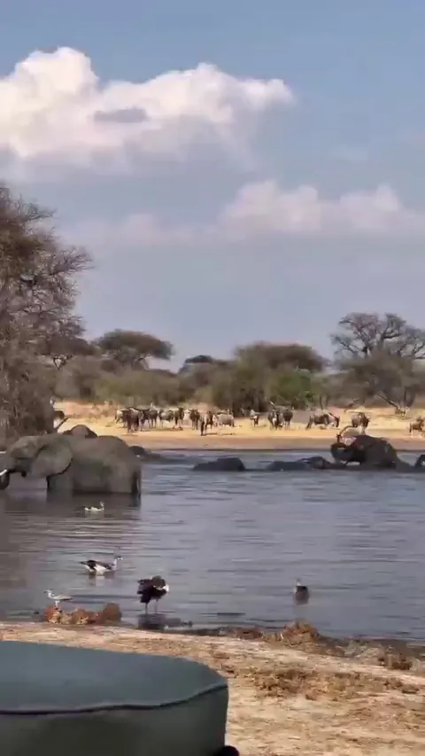 🔥 Peace and harmony at this waterhole in Serengeti