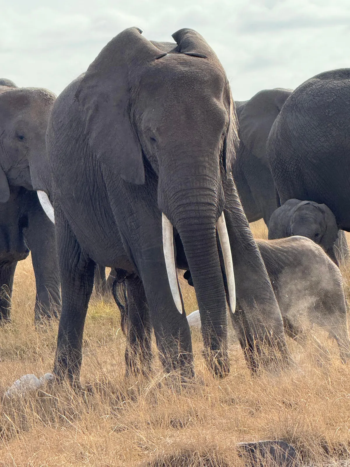 First safari experience, and I’m so happy we chose Kenya (2025)