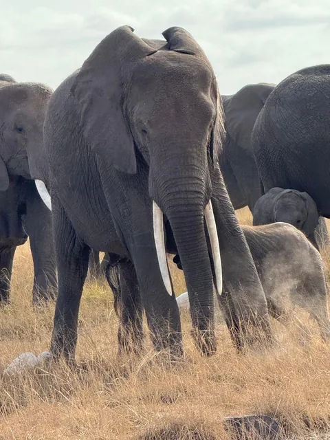 First safari experience, and I’m so happy we chose Kenya (2025)