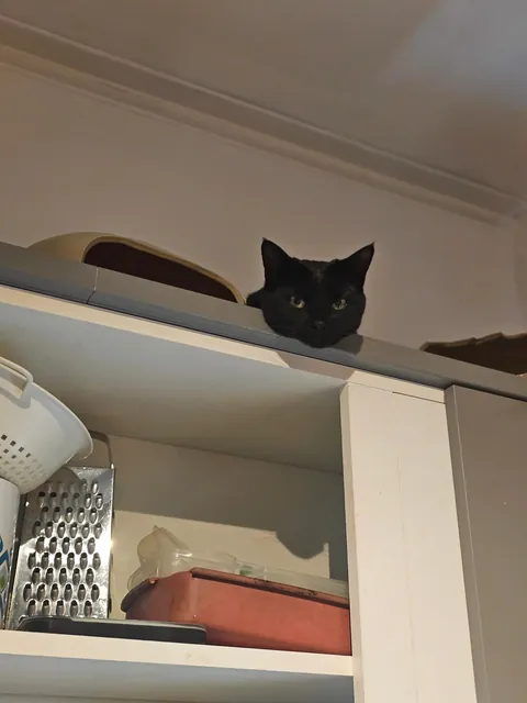 Family brought their dog over for Christmas, she stayed on top of that cabinet all day 🥲