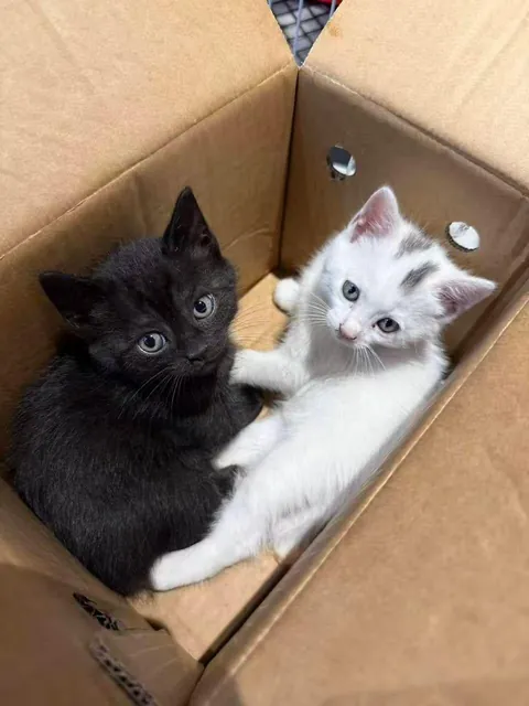 l have four cats now!