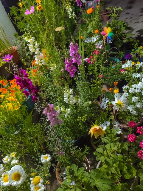 I pressed flowers from my winter garden for my girlfriend