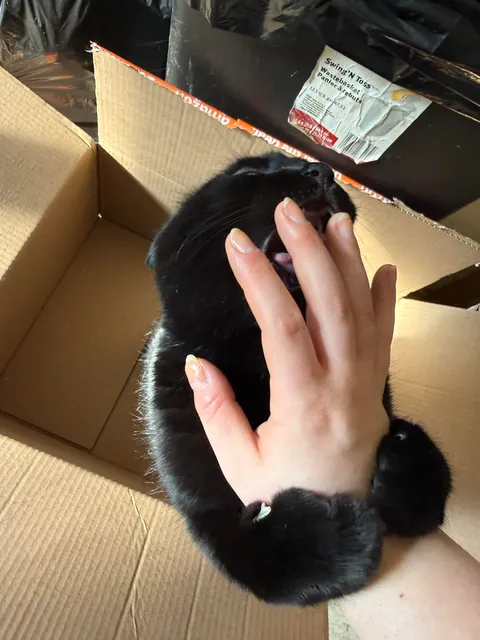 Princess Bug in her box 📦🐈‍⬛