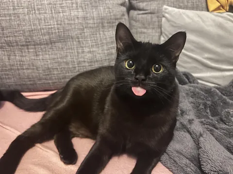 Splats doing her best blep
