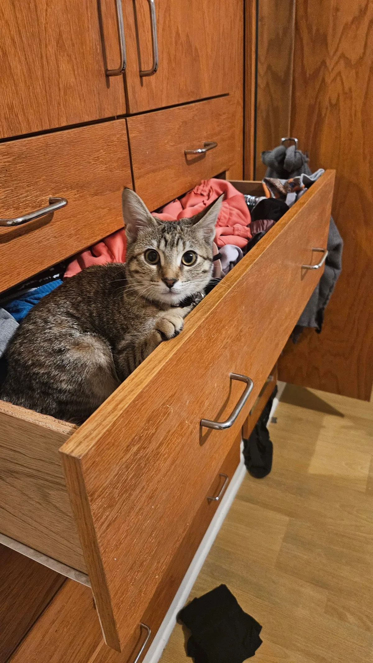 My sweet kitten crossed the rainbow bride today. Thought you all would appreciate some photos of our Mochi girl