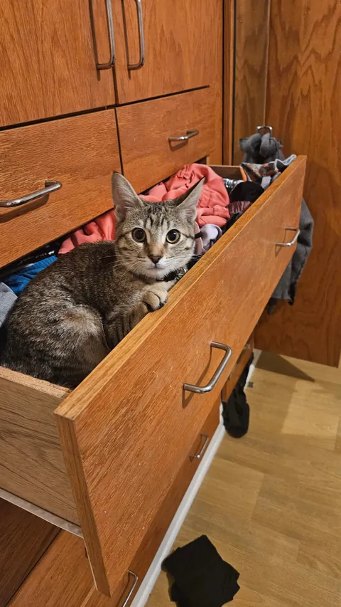 My sweet kitten crossed the rainbow bride today. Thought you all would appreciate some photos of our Mochi girl