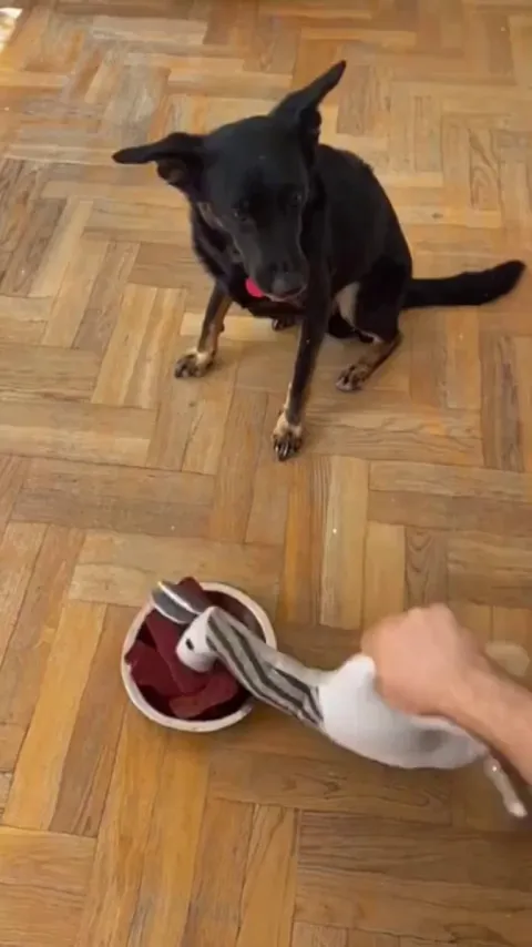 Dogs: WTH Did You Put In My Food, Boi?!?